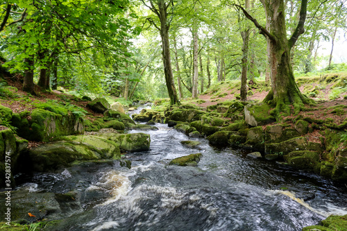 Stream in the forest. Ireland