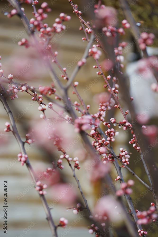 Pink apricot tree buds in early spring Pink apricot tree buds in early spring