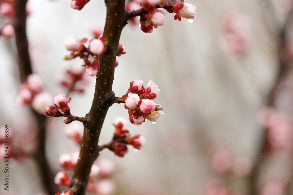 Pink apricot tree buds in early spring Pink apricot tree buds in early spring