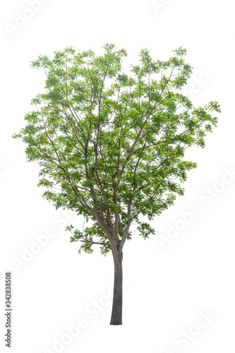 Trees on a isolated white background