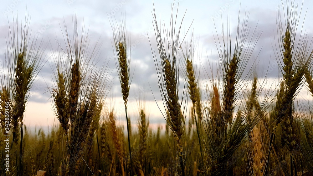 Obraz premium wheat field at sunset