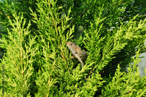 Lizard sitting on Green Plant enjoying the morning sun. Wildlife in Nepal's rainforest, serious-looking Lizard animal