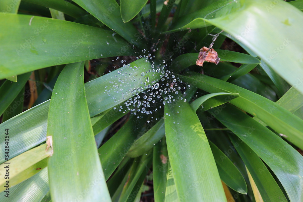 Obraz premium Spider under watery web