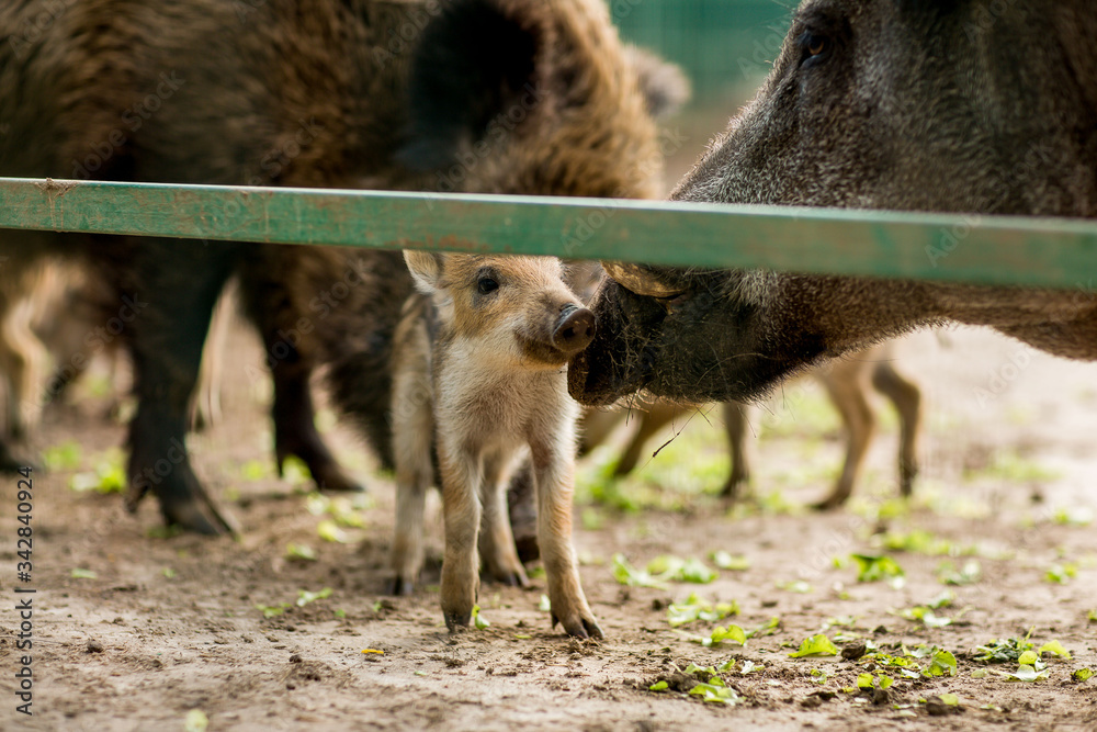 Fototapeta premium boars with piglets in a cage