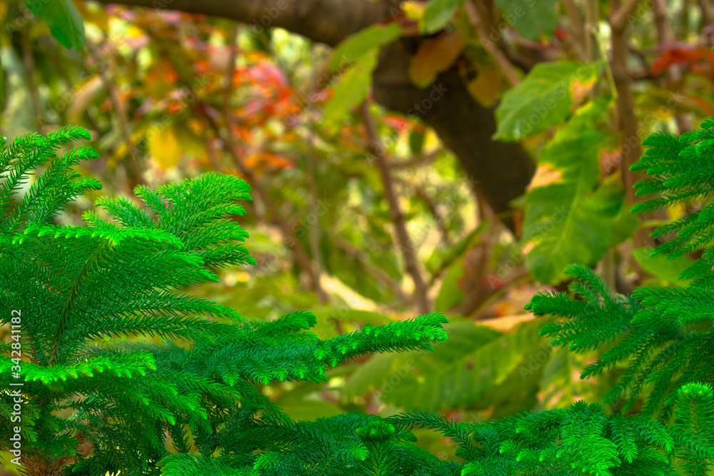 Fototapeta premium colour riot in a forest framed in a fern leaves