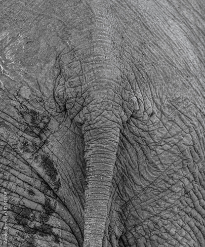 Elephant tail close-up shot at the Kruger National Park, South Africa