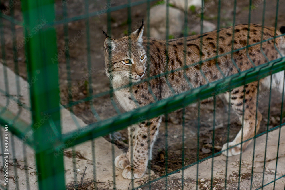 Obraz premium lynx in a cage