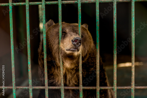  caged bears