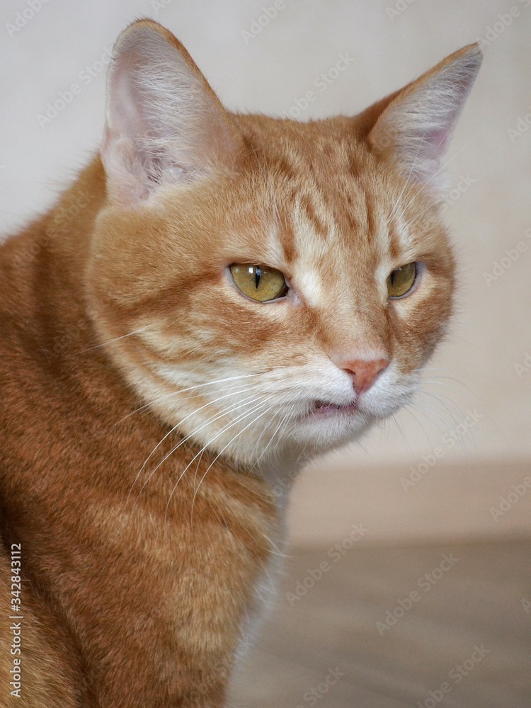 Closeup portrait of a charismatic serious cat. Vertical format. High quality photo