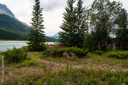 nature sceneries from the Athabaska riverbanks, Jasper, Alberta, Canada © fruttuoso