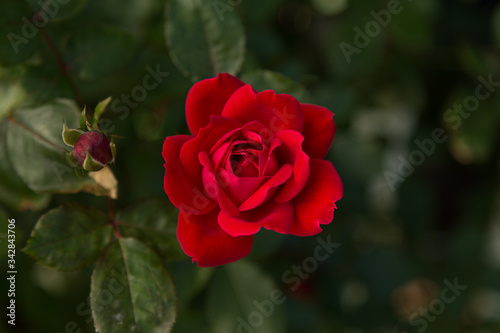 red rose in full bloom photographed from the top