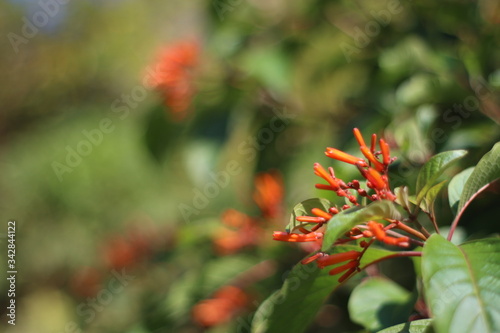 Detalle de flores rojas en la naturaleza