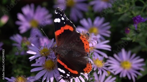 Butterfly eats nectar with flowers with its proboscis