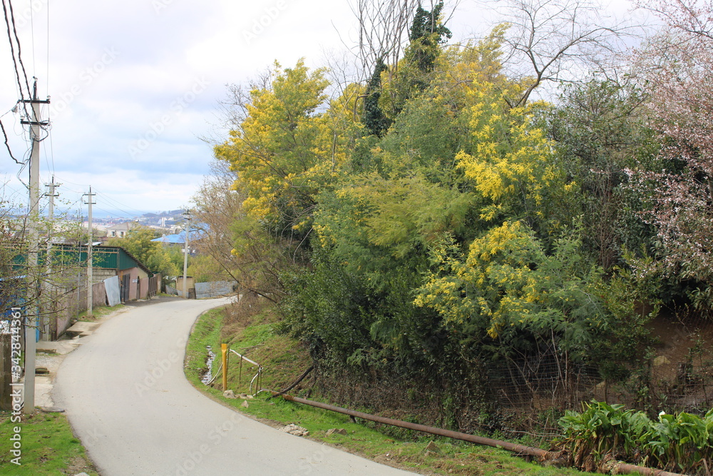 Obraz premium Blooming Mimosa on the streets of Sochi.