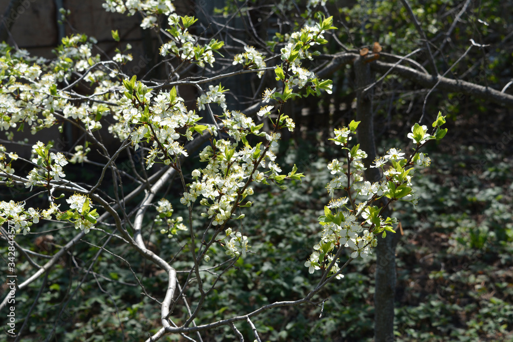 Fototapeta premium Blooming branch of plum tree. Spring garden.