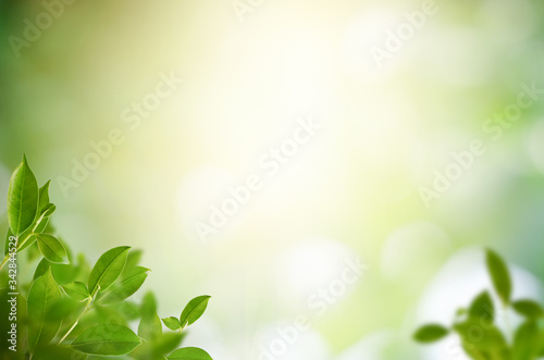 Green natural background in garden with copy space for text using as summer background natural green plants landscape, ecology, fresh wallpaper concept. nature view of green leaf.