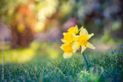 Fototapeta Naklejka Na Ścianę i Meble -  Amazing yellow daffodils flower field in the morning sunlight with dream blur garden closeup. The perfect image for spring background, flower landscape.
