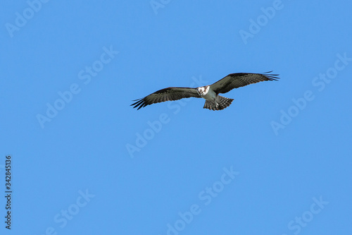 Eagle Soaring in Blue Sky