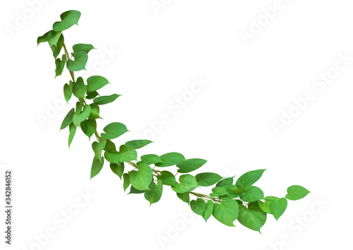 Heart shaped green leaves wild climbing vine, isolated on white background, clipping path included photo