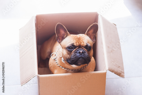 Puppy French Bulldog in a cardboard box © Frenchiebuddha