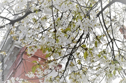 cherry blossom in spring