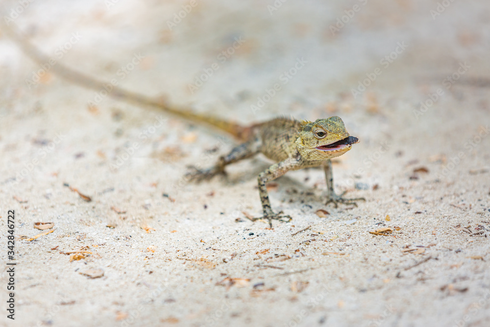 Gray lizard on a stone against the background of a green tropical leaf. Reptile close-up. Iguana, lizard, monitor lizard.
