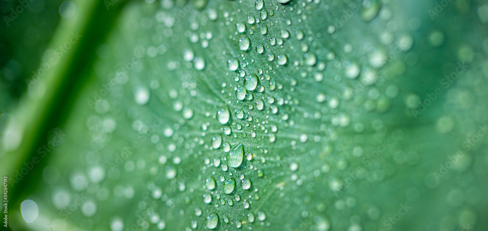 Water drop on a leaf after rain. Sunny macro nature, amazing nature droplets. Beautiful nature closeup, exotic background
