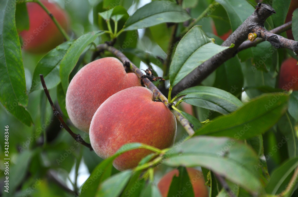 On the tree branch ripe peach fruits
