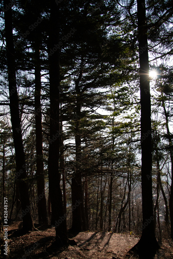 Silhouette of pine trees in the forest on the afternoon which direct to the sun. Silhouette of pine trees in the forest on the afternoon which direct to the sun.