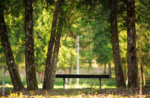 Wooden bench in city botanical garden park among coniferous trees
