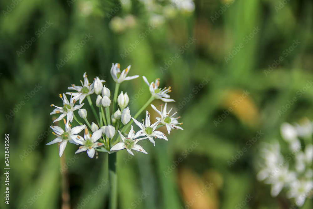Chinese chive flowers / Chinese chive is a very nutritious green-yellow vegetable, with a lot of white flories in autumn to become beautiful hemispherical flowers . Chinese chive flowers / Chinese chive is a very nutritious green-yellow vegetable, with a lot of white flories in autumn to become beautiful hemispherical flowers .