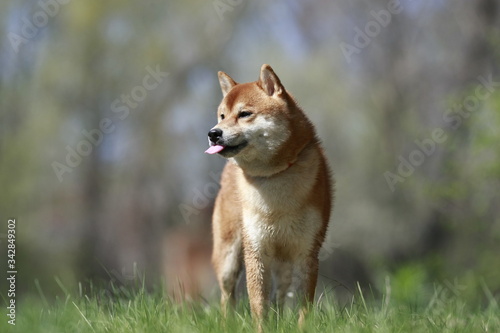 Naughty dog Shiba Inu shows tongue outdoors