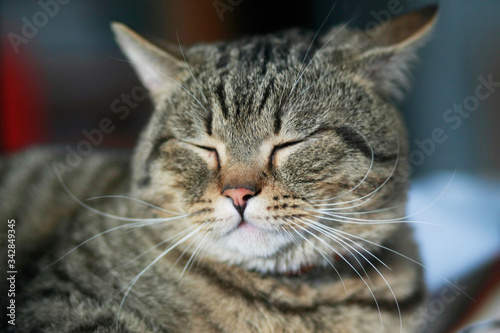 Cute cat muzzle with closed eyes