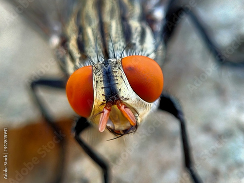 portrait of a fly with a macro lens on a twig