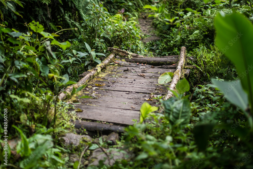 Old wood bridge in the forest / covered by the jungle and its plants