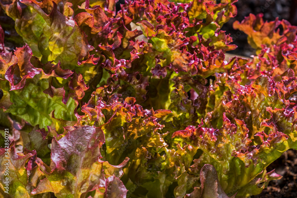 Fresh red lettuce (Lactuca sativa), close-up of leaves Fresh red lettuce (Lactuca sativa), close-up of leaves