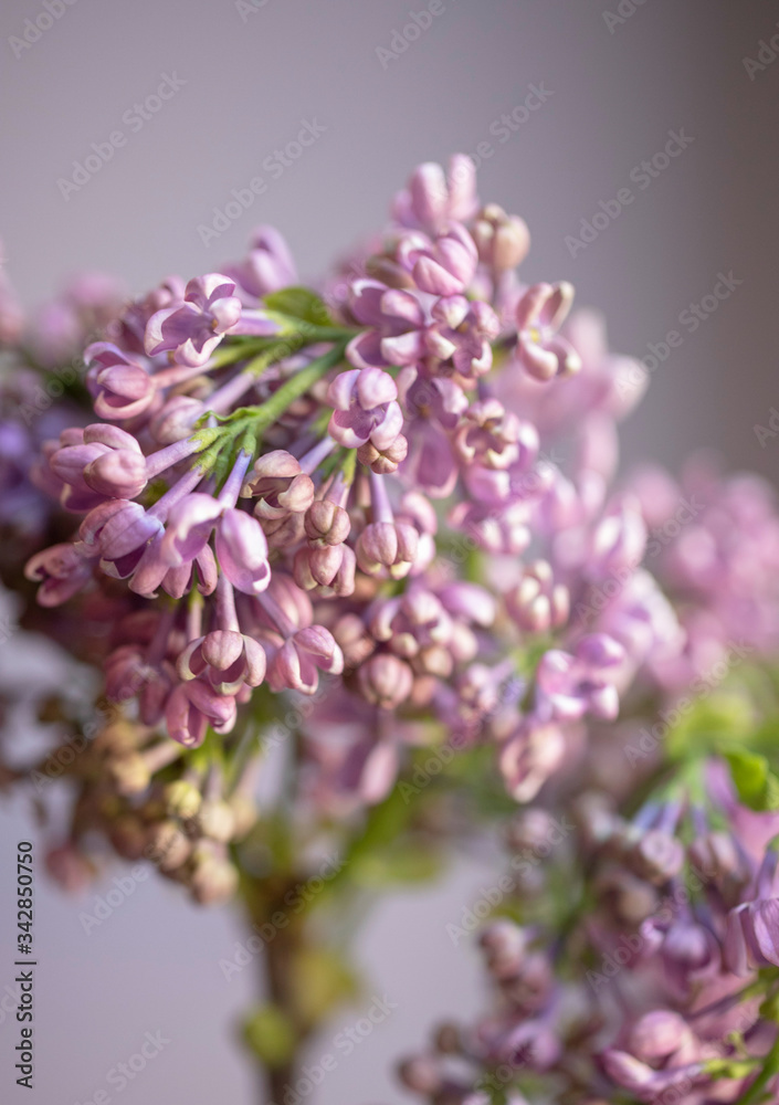 Lilac white brush macro photo blur background. A branch of blooming white lilac macro. Spring flowers. Lilac white brush macro photo blur background. A branch of blooming white lilac macro. Spring flowers.