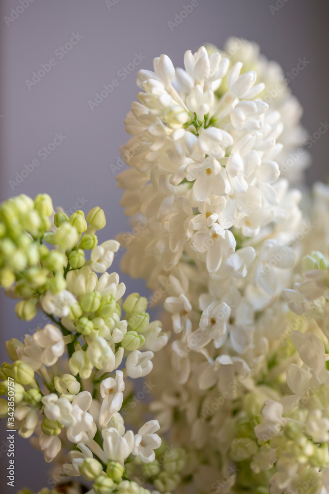 Lilac white brush macro photo blur background. A branch of blooming white lilac macro. Spring flowers. Lilac white brush macro photo blur background. A branch of blooming white lilac macro. Spring flowers.