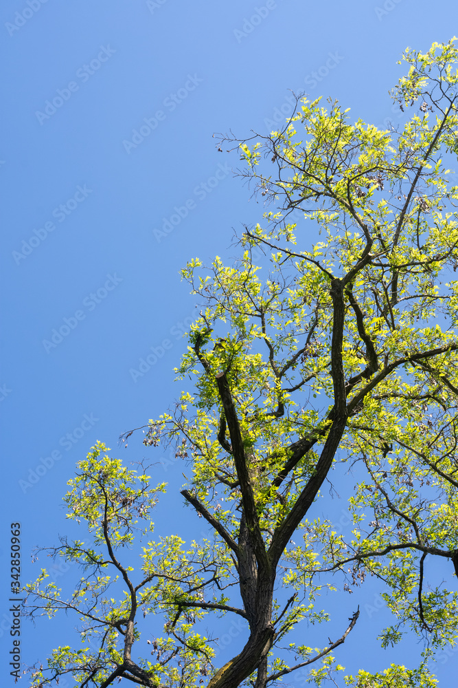 Fresh green leaves sprouting from tree branches Fresh green leaves sprouting from tree branches