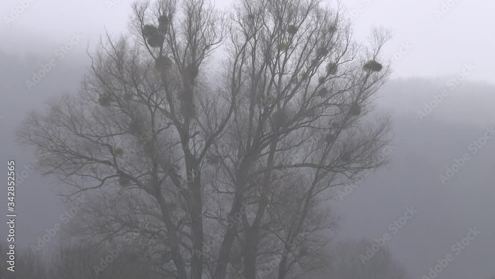 Landscape with trees in the meadow in cloudy foggy weather. Winter season. Landscape with trees in the meadow in cloudy foggy weather. Winter season.