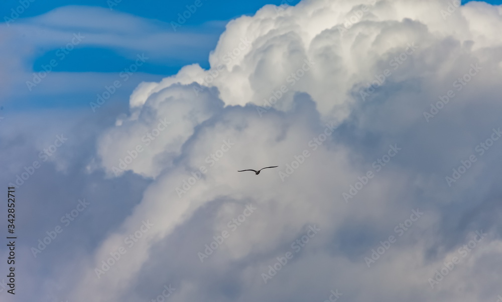 Flying bird river gull on the background of blue sky and white clouds (Background, banner, Wallpaper) Flying bird river gull on the background of blue sky and white clouds (Background, banner, Wallpaper)