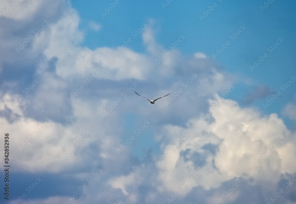 Flying bird river gull on the background of blue sky and white clouds (Background, banner, Wallpaper) Flying bird river gull on the background of blue sky and white clouds (Background, banner, Wallpaper)