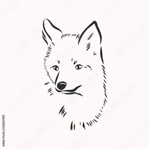 Fox portrait. Hand drawn vector illustration. Can be used separately from your design. portrait of a Fox, Fox head vector sketch illustration
