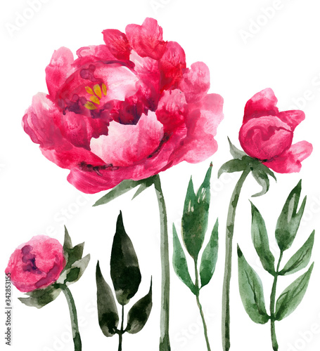 A large red peony and Bud is drawn in watercolor  an isolated flower on a white background. Realistic image is suitable for a holiday card  fabric design  clothing