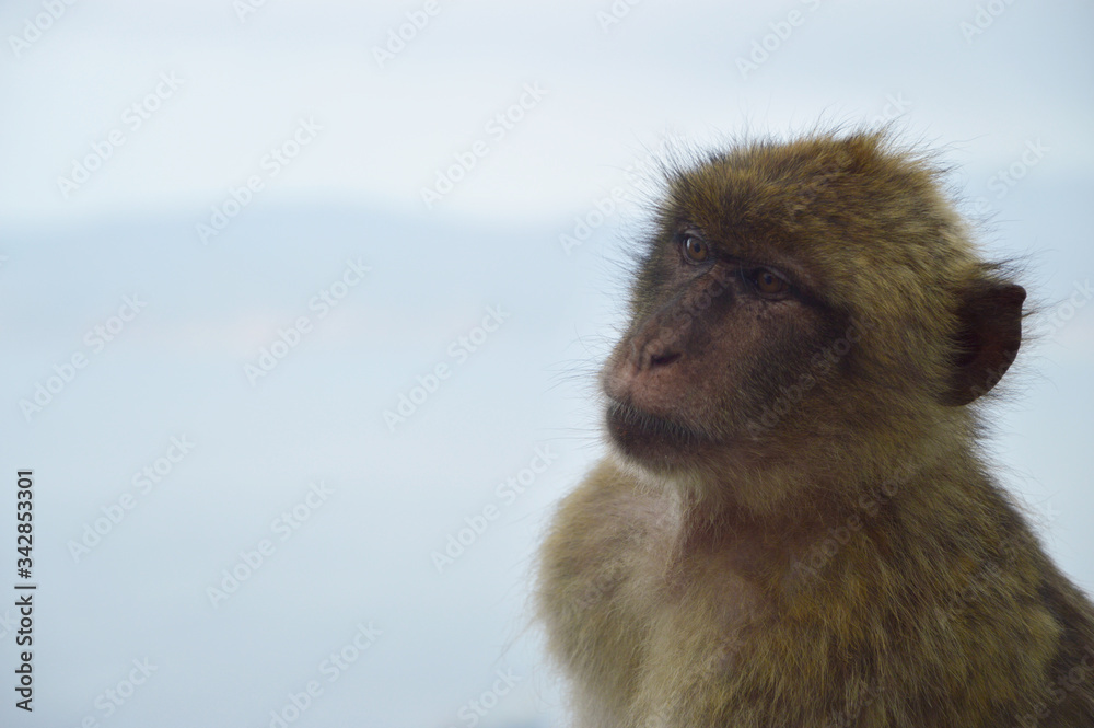 Naklejka premium A monkey from Gibraltar looking very sceptical
