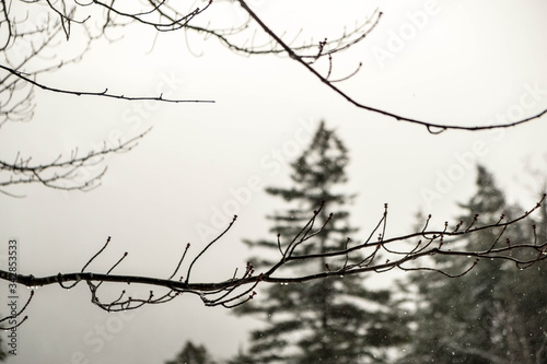 Frozen Dew Drops on a Tree