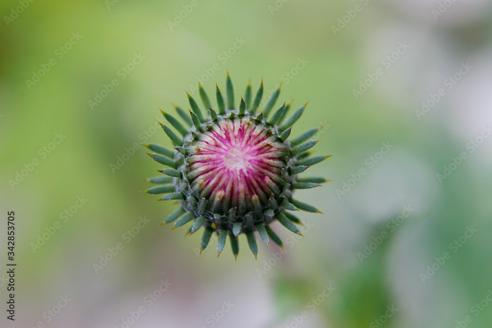 a closeup of a spiky meadow flower a closeup of a spiky meadow flower