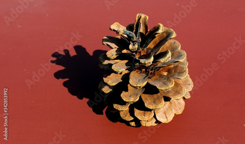 Pine cone isolated on color background