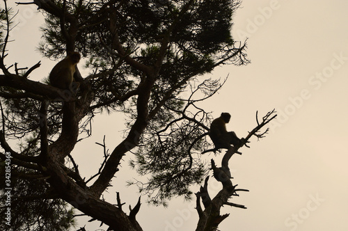 Two monkeys sitting on a tree while watching the sunset