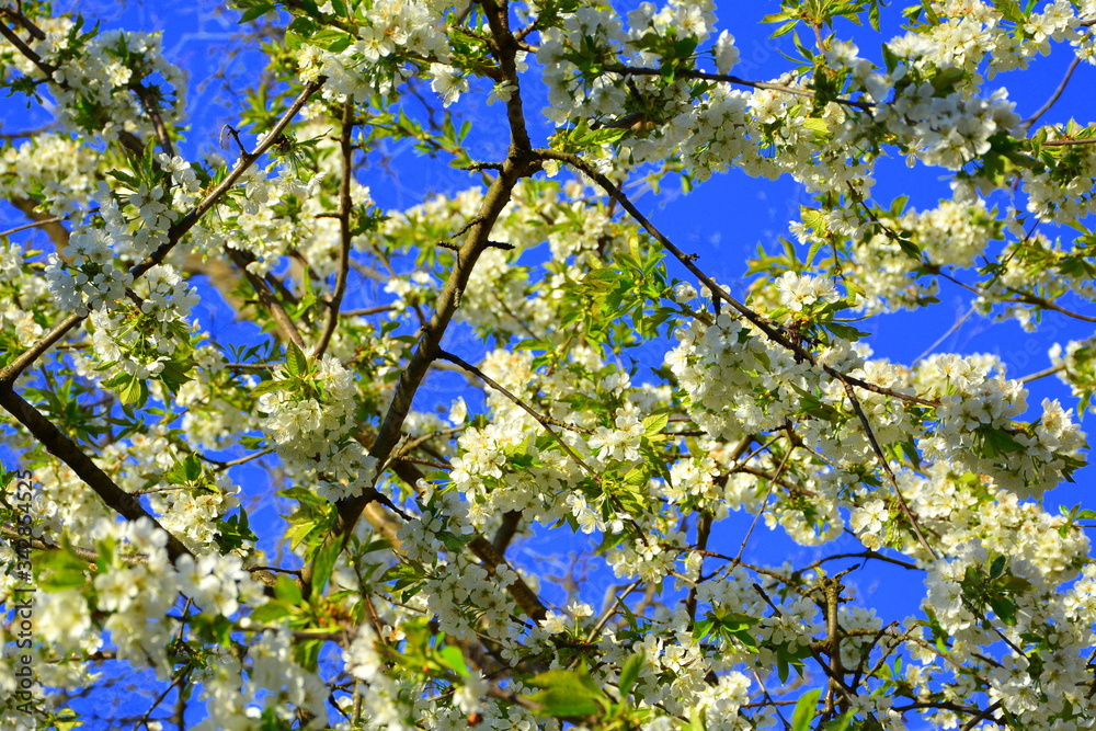 Nice flower in early spring. The first flowers appear in spring season Nice flower in early spring. The first flowers appear in spring season